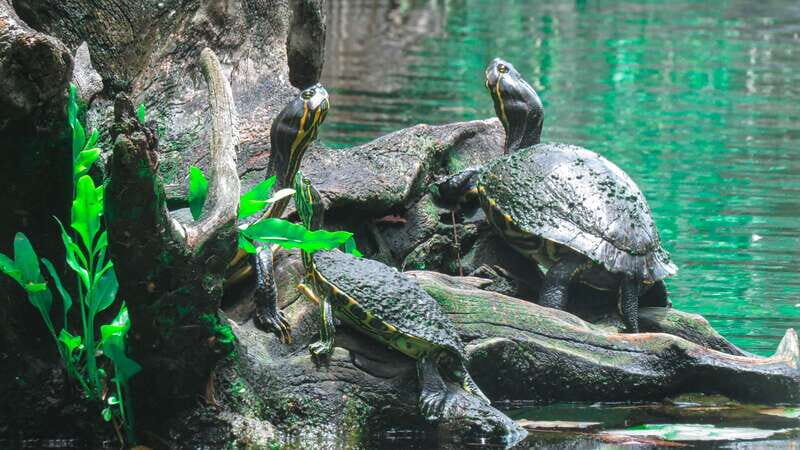 From Riviera Maya: 3 Cenotes Adventure Tour with Lunch - Taak Bi Ha Cenote: the second stop feels more enclosed