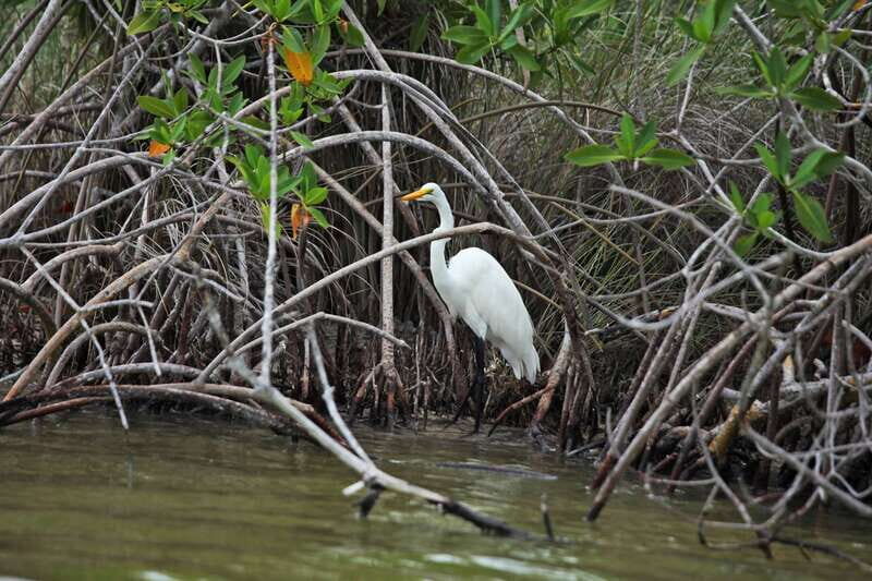 From Riviera Maya: Sian Ka'an Half Day Tour w/ Lunch - Boca Paila Lagoon by Small Boat: Wildlife Watching Without the Hassle