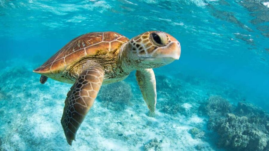 From Riviera Maya: Tulum, Cenote, & Akumal Turtle Swim Trip - Riviera Maya pickup and the 2-hour bus ride to Tulum