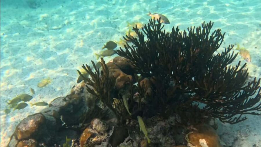 From Riviera Maya: Tulum, Cenote, & Akumal Turtle Swim Trip - Transfers and schedule: what the full 8 hours feels like day-of