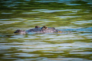 From Tulum: Sian Kaan Boat Trip Adventure with Lunch - The boat ride through lagoons: when patience pays off