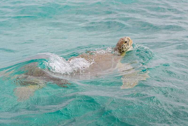 From Tulum: Sian Kaan Boat Trip Adventure with Lunch - How the guides run the day (and what you should look for)