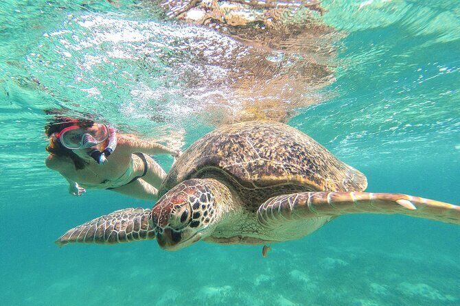 Full Day Tour to Tulum Cenote and Swim with Turtles in Akumal - Key things I’d lock in before you go
