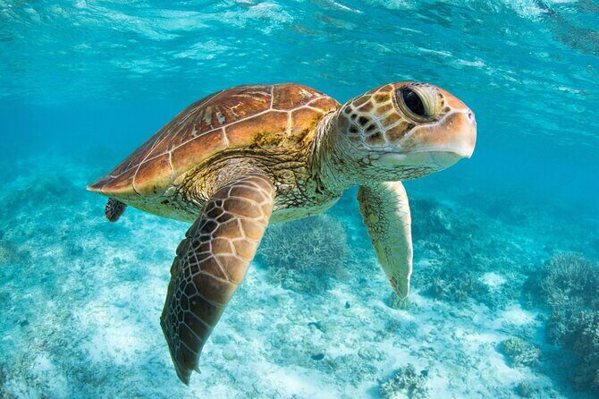 Full Day Tour to Tulum Cenote and Swim with Turtles in Akumal - Should you book this full-day tour to Tulum, Cenote, and Akumal?