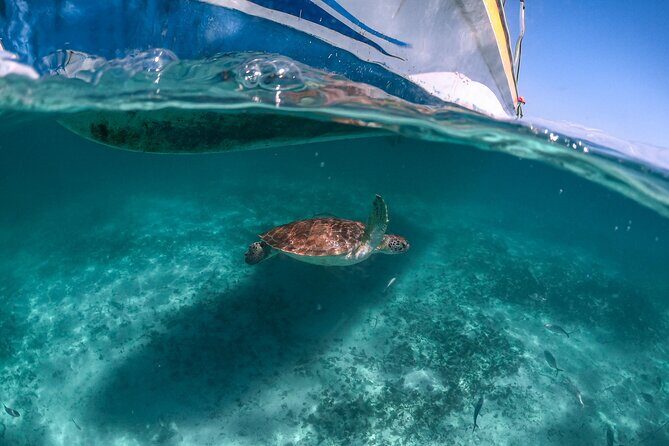 Full Day Tulum Ruins Tour Cenote and Swimming with Sea Turtles - Price and value: what $131.15 really buys you