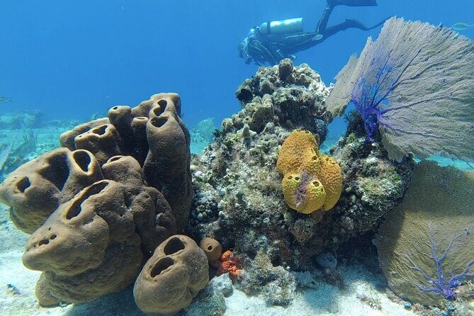 Fun Dive Machine in Playa del Carmen or Cozumel-For Certificates - Playa del Carmen vs Cozumel: what you gain with each choice