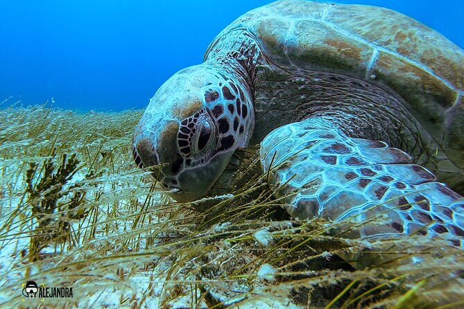 Fun Dive Machine in Playa del Carmen or Cozumel-For Certificates - The 4-hour rhythm: what the day feels like from check-in to back on land