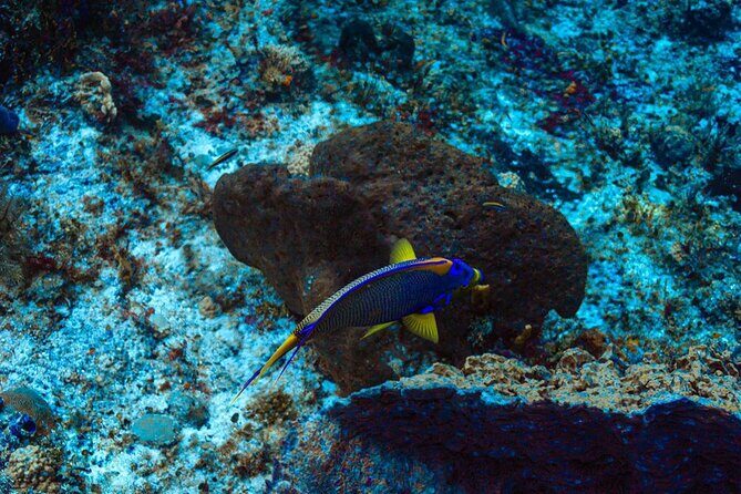 Fun Dive Machine in Playa del Carmen or Cozumel-For Certificates - Price and value: what the $251 covers and what costs extra