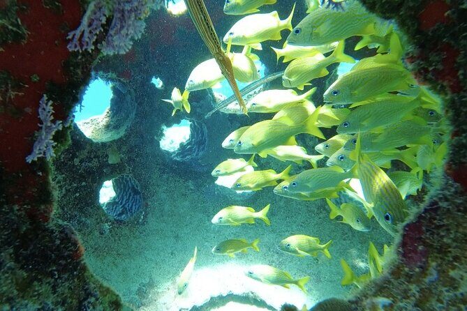Fun Dive Machine in Playa del Carmen or Cozumel-For Certificates - Who this reef outing suits best (and who might reconsider)