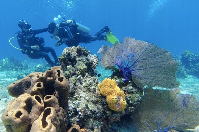 Fun Dive Machine in Playa del Carmen or Cozumel-For Certificates - My booking verdict: should you sign up?