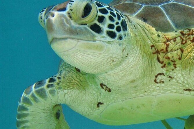 Half Day Akumal Beach Swim and Snorkel with Turtles Experience - The 4-hour flow: pickup, Akumal arrival, snorkel, and return