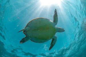 Half Day Akumal Beach Swim and Snorkel with Turtles Experience - Snorkeling basics and turtle etiquette: how to make your water time better
