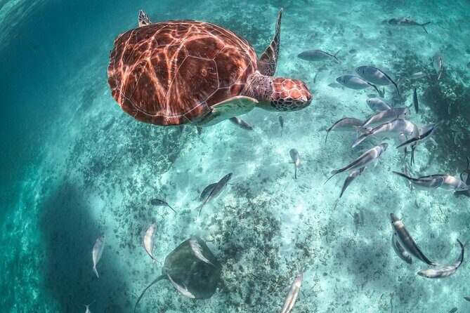 Half Day Akumal Beach Swim and Snorkel with Turtles Experience - After the snorkel: snacks, free beach time, and what to expect on land