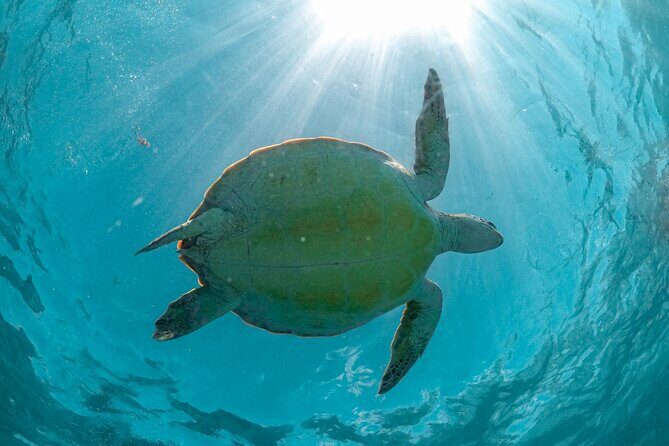 Half Day Akumal Beach Swim and Snorkel with Turtles Experience - Snorkeling basics and turtle etiquette: how to make your water time better