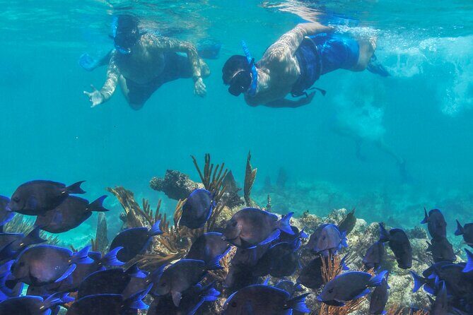 Half-Day Luxury Sailing Experience in Tulum with Open Bar - Lunch and the Open Bar: The Rhythm That Makes This Tour Feel Like a Treat