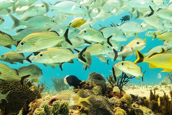 Half-Day Scuba Diving in Playa del Carmen for Small-Group - Morning at 08:00 vs afternoon at 12:30: choose based on recent practice