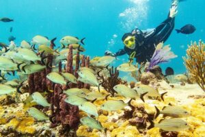 Half-Day Scuba Diving in Playa del Carmen for Small-Group - Before you go: certification checks, equipment setup, and safety briefing
