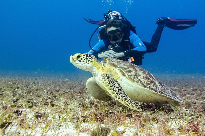 Half-Day Scuba Diving in Playa del Carmen for Small-Group - Price and gear math: is $100 good value?