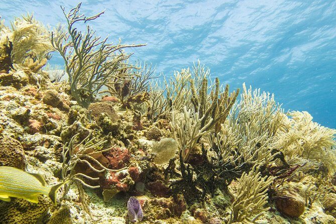Half-Day Scuba Diving in Playa del Carmen for Small-Group - The bottom line: should you book Tank-Ha for your Playa reef day?