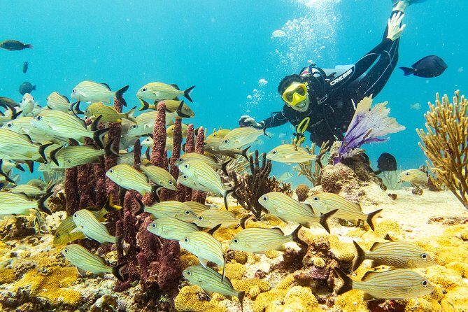 Half-Day Scuba Diving in Playa del Carmen for Small-Group - Before you go: certification checks, equipment setup, and safety briefing