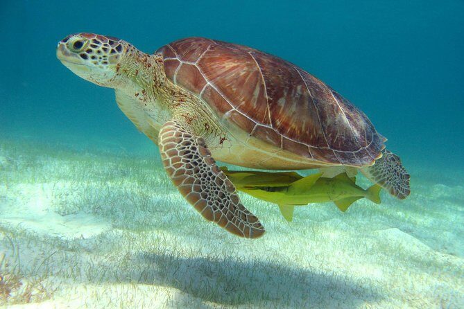 Half-Day Sea Turtle and Cenote Snorkeling Tour from Cancun & Riviera Maya - Akumal Bay at 6:00 AM: the timing trick for turtle sightings