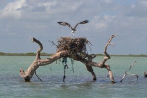 Half-Day Tour Discovering Sian Ka´an with Lunch - Stop 1 Sian Ka’an Reserve: mangroves, birds, and the chance at manatees