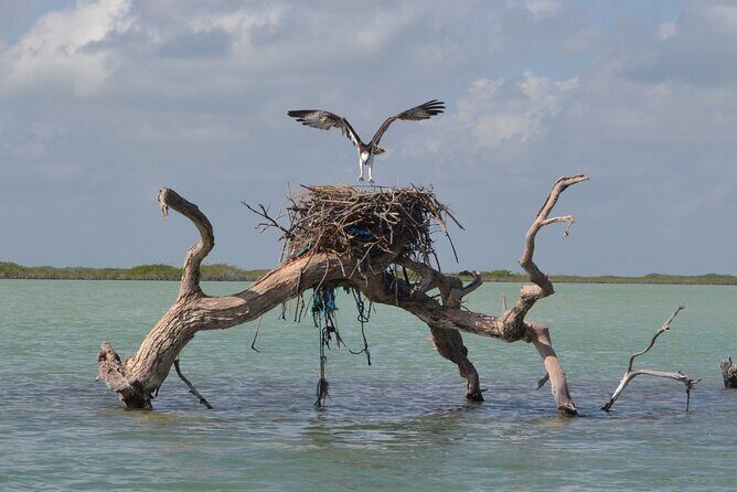 Half-Day Tour Discovering Sian Ka´an with Lunch - Stop 1 Sian Ka’an Reserve: mangroves, birds, and the chance at manatees