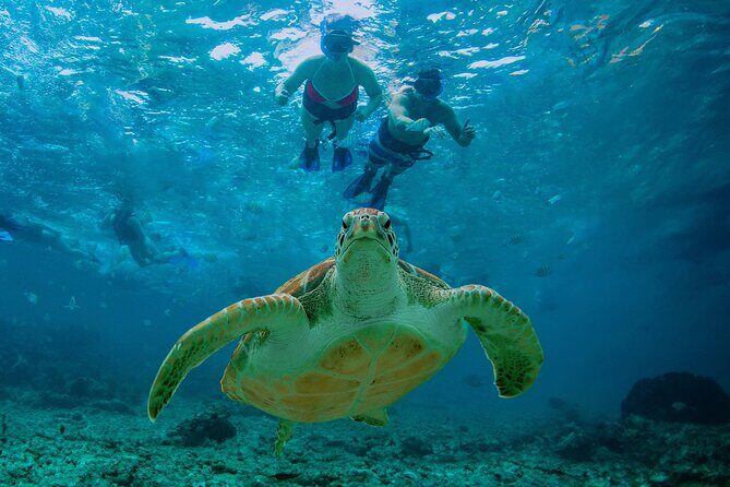 Hidden Cenote Swim: Snorkeling, Sea Turtles and Beachside Lunch - A Day Built Around Water, Not Just Photos