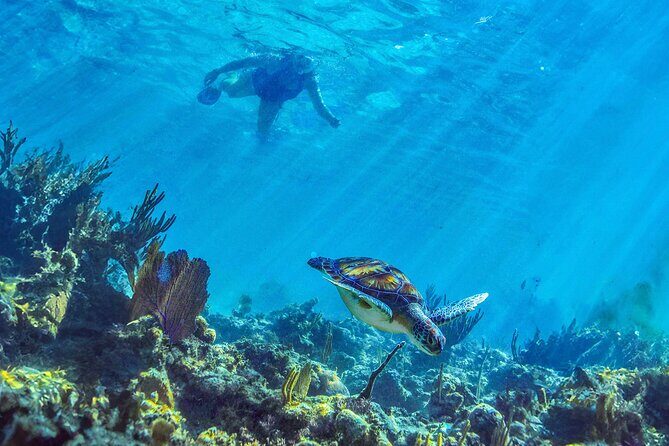 Hidden Cenote Swim: Snorkeling, Sea Turtles and Beachside Lunch - Price and Value: Is $169 Worth It?
