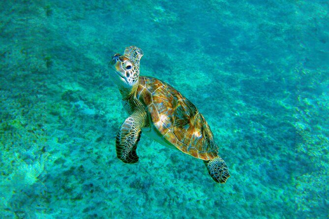 Hidden Cenote Swim: Snorkeling, Sea Turtles and Beachside Lunch - Logistics That Can Make or Break Your Day