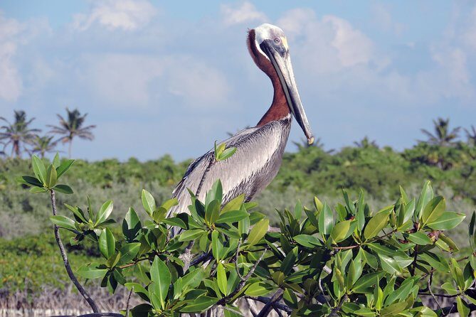 Kayak Sian Ka’an Biosphere Reserve Sunset Tour - What’s Included, and What Isn’t