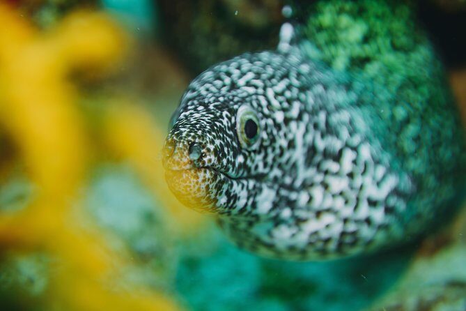 Local Dive in Playa del Carmen - How the day actually flows: briefing, boat ride, then two structured sessions