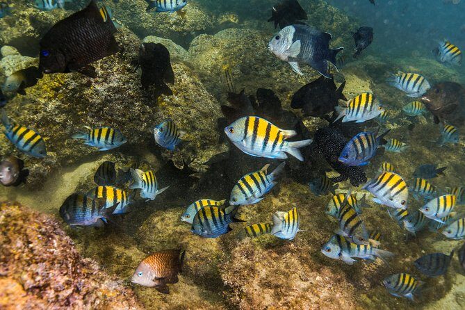 Magical Cenote and Paradise Lagoon Snorkeling Adventure - Guides and Drivers: Small Details That Make the Day Run Smooth
