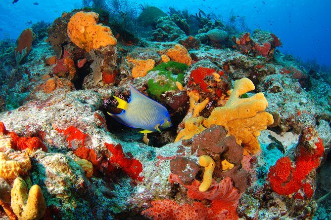 Mayan Adventure Snorkeling Tour from Playa del Carmen or Riviera Maya - Playa del Carmen to Akumal: why this day works as a full outing