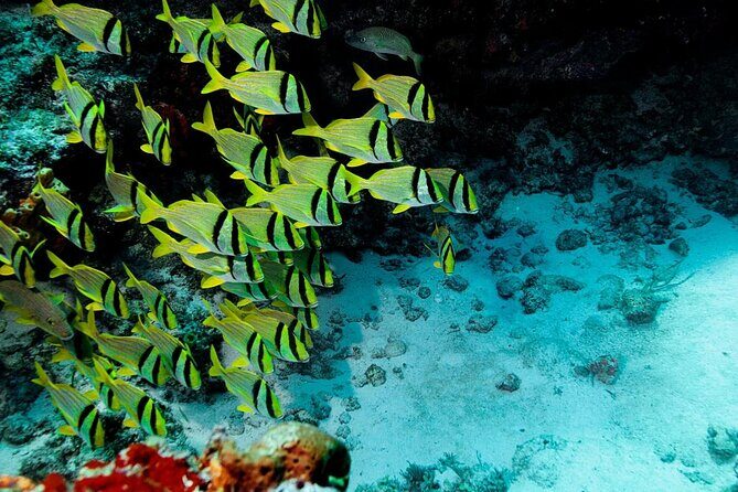 Mini-SUB Dive Tour from Cozumel - Key Things You’ll Notice Right Away