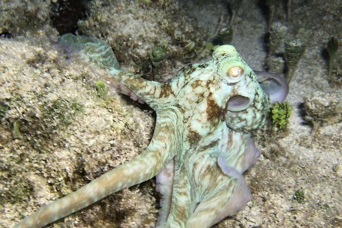 Night Snorkeling - Observation of octopus and other species - How Guides Keep It Comfortable in the Dark