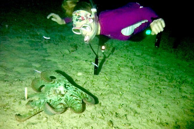 Night Snorkeling - Observation of octopus and other species - Photos and Videos: A Real Perk, Not an Afterthought