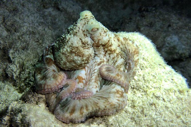 Night Snorkeling - Observation of octopus and other species - Price in Real Terms: Is $77.67 Good Value?