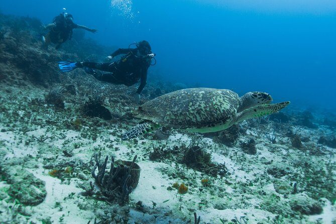 Open Water Course Cozumel - Theory first: online or classroom knowledge development