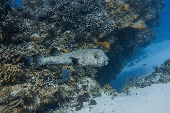 Open Water Course Cozumel - From cenotes to the Mesoamerican reef: your open-water sessions
