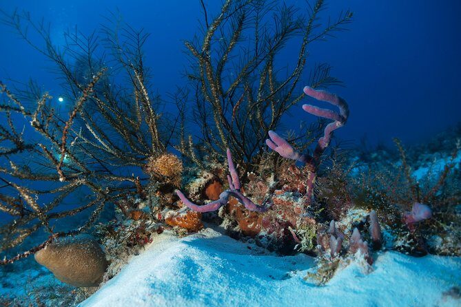Open Water Diver course PADI including underwater video - Diversland setup and the instructors: where nerves get handled