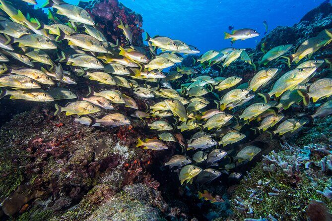 PADI Discover Scuba Diving Program in the Riviera Maya - Stop 1: the Proximity training setup (theory + pool practice)