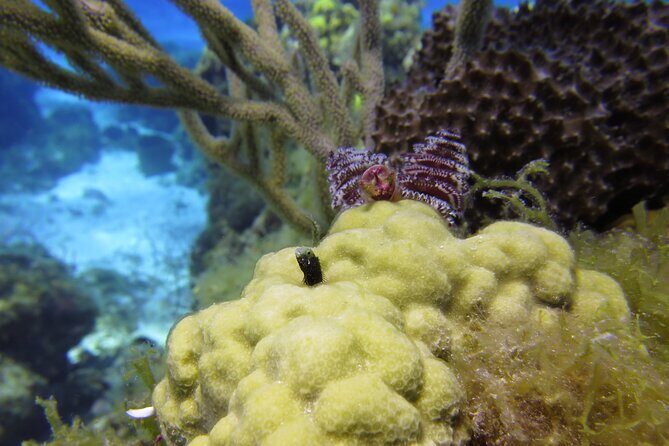 PADI Discover Scuba Diving Program in the Riviera Maya - The real payoff: the reef boat session and first underwater sights