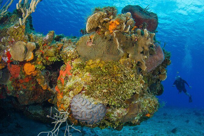 PADI Discover Scuba Diving Program in the Riviera Maya - Who this experience is best for (and who should rethink it)