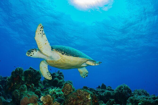 PADI Discover Scuba Diving Program in the Riviera Maya - Morning logistics in Playa del Carmen: pickup, start time, and why it matters