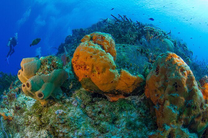 PADI Discover Scuba Diving Tour in Cozumel - Price and Value: What $207 Actually Buys You