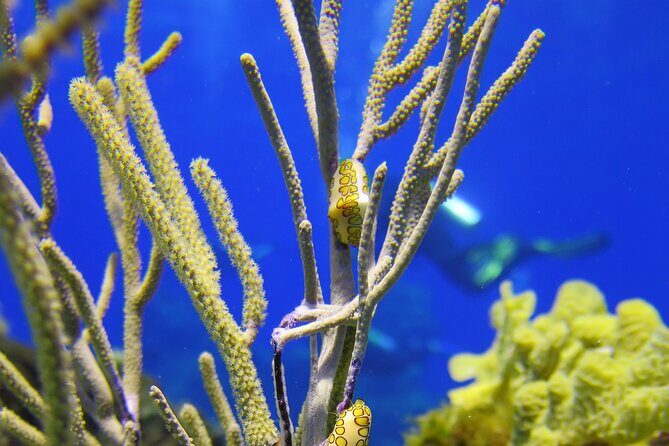 PADI Discover Scuba Diving Tour in Cozumel - Safety and Medical Rules: The Stuff You Should Not Ignore