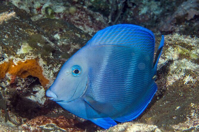 PADI Discover Scuba Diving Tour in Cozumel - What to Wear and Bring (So the Day Feels Easy)