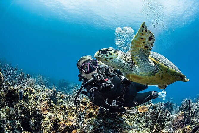 PADI Open Water Diver Course in Playa del Carmen - PADI Open Water Course Flow: From Online Theory to Open-Water Sessions