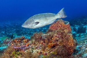 PADI Open Water Diver Course in the Riviera Maya - The open-water part is boat-based (and that’s a good thing)